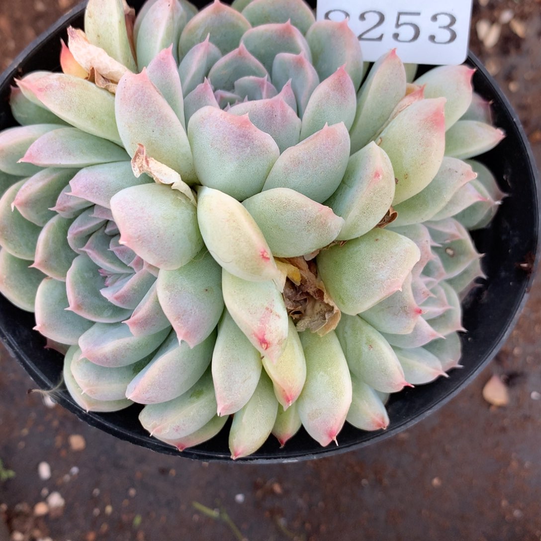 8253杂交多肉老桩