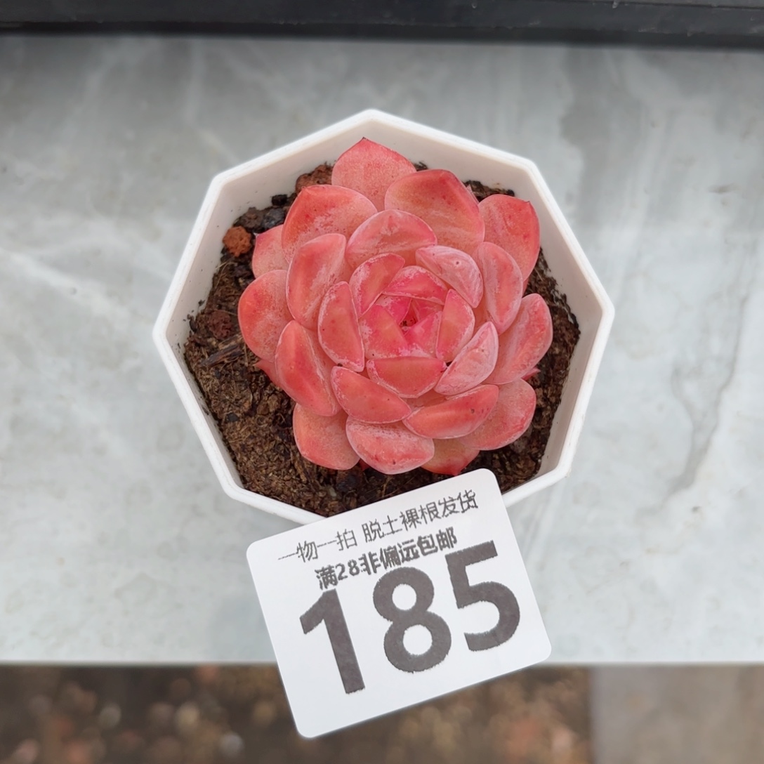 草莓果酱无盆土发货