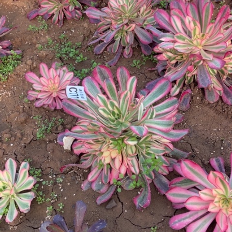 771美杜莎不包断枝