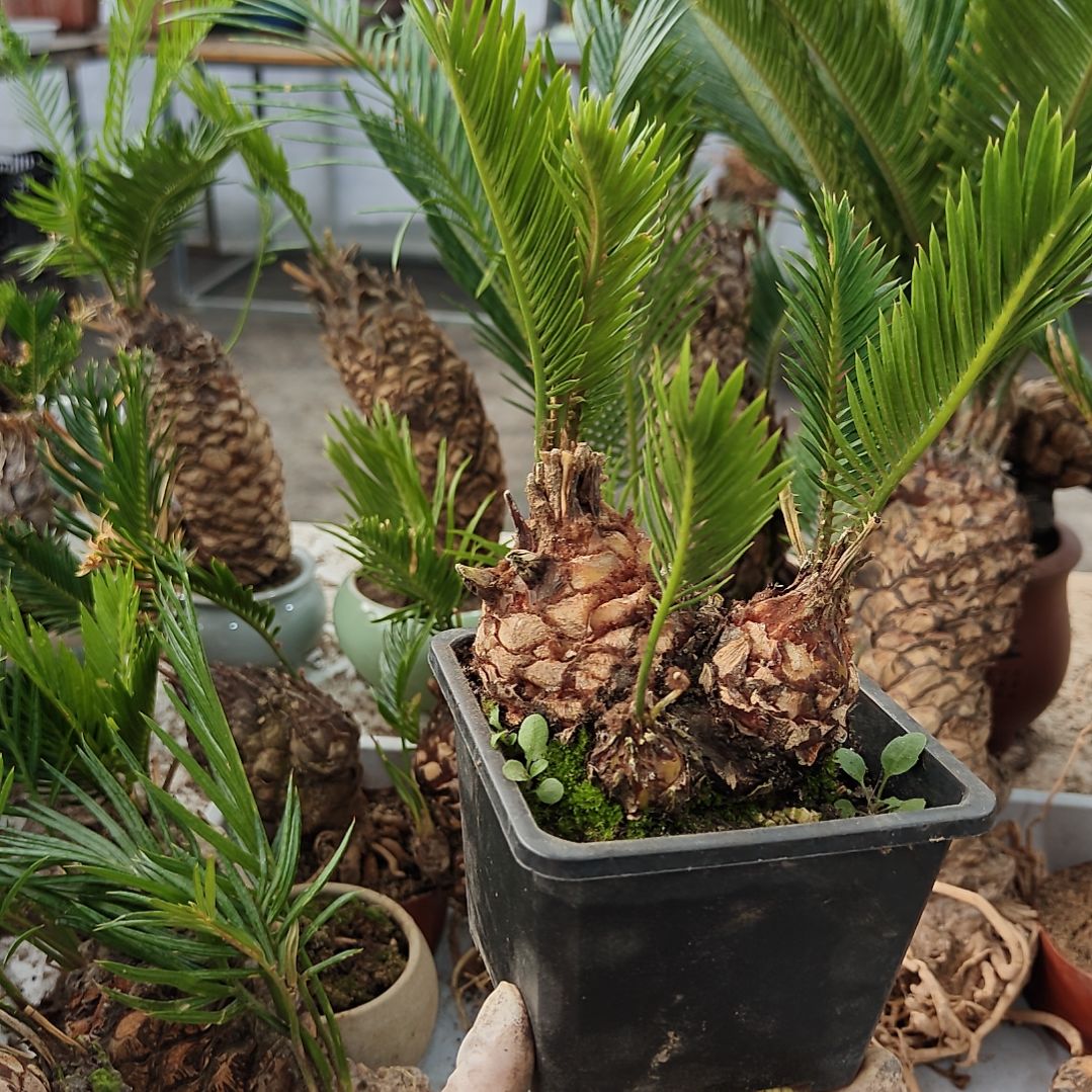 无花朵白鳞铁盆景基地价