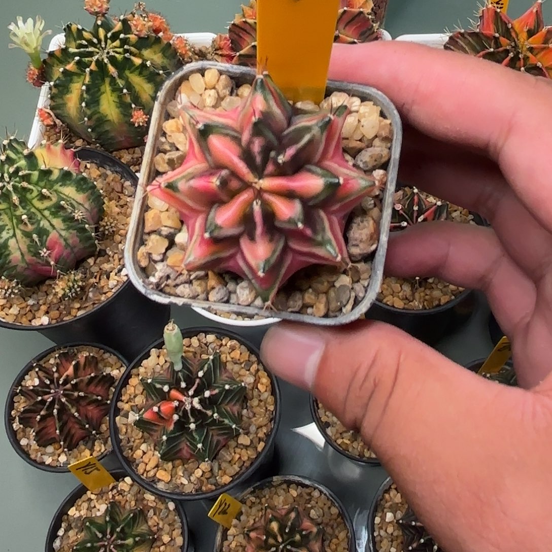 62-0925泰国发货多肉