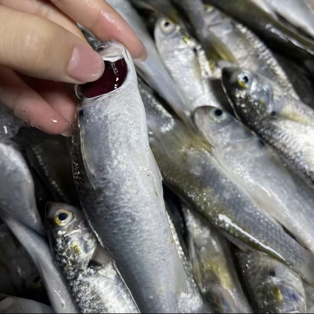 广东汕尾马宫本港野生白条鱼虫鱼
