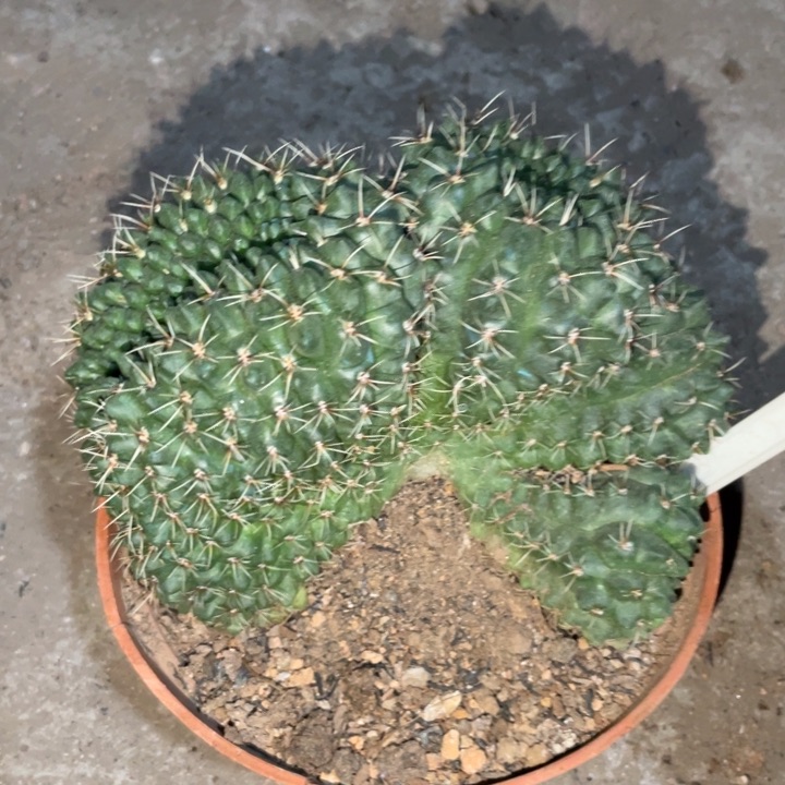 菲花玉缀化一物一拍98