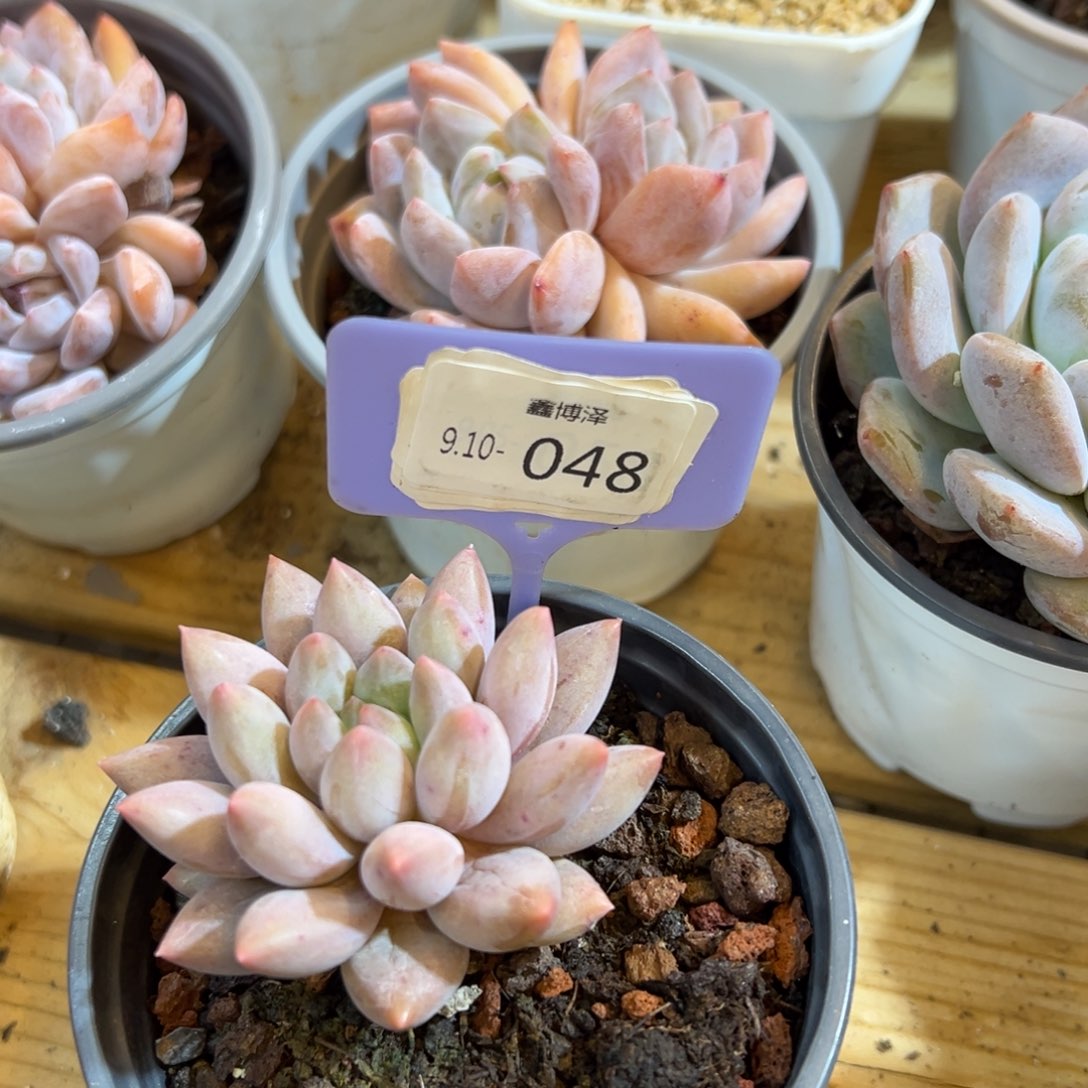 龙*橘定向9.10-048 