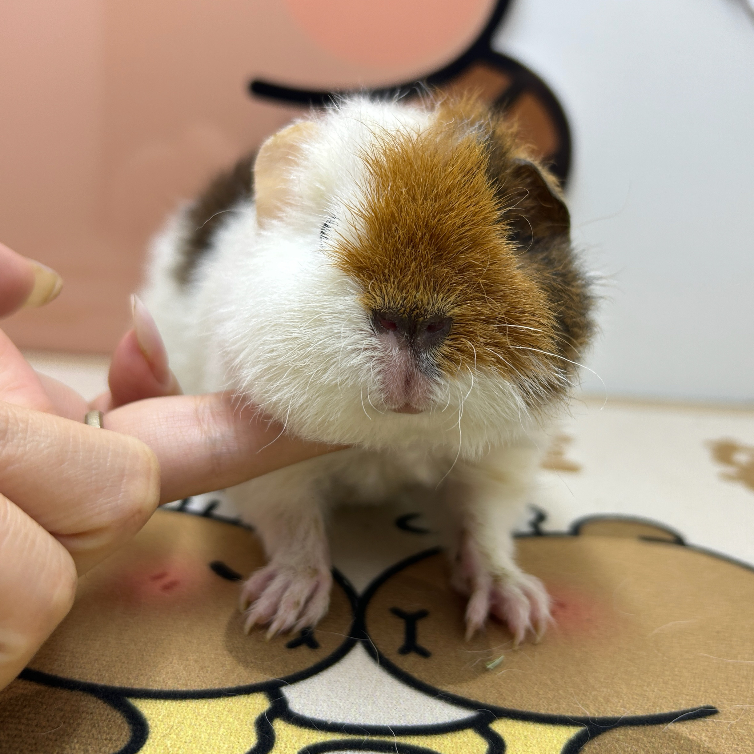 宠物豚鼠花美泰弟弟，包邮包活