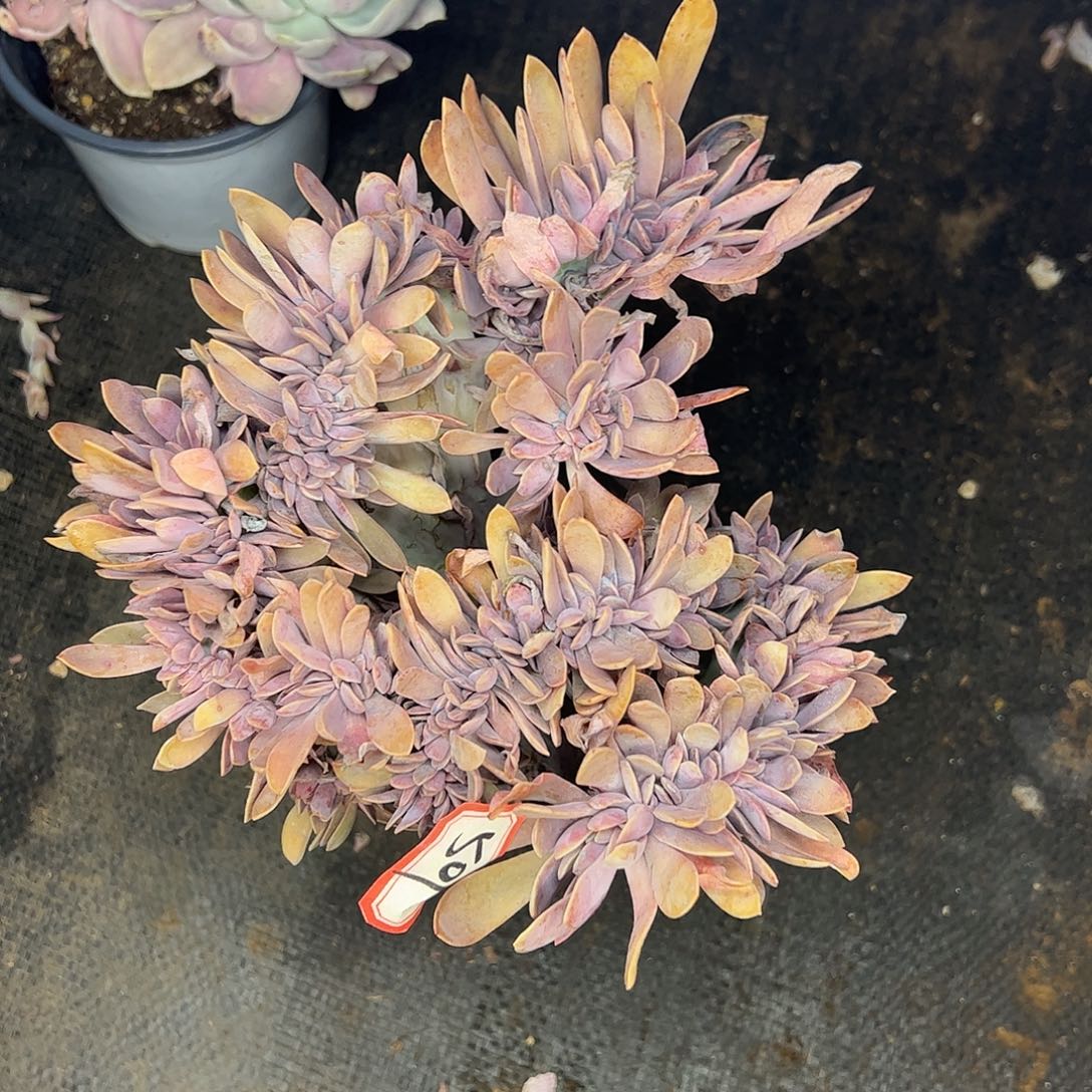 501号太妃糖，一物一拍
