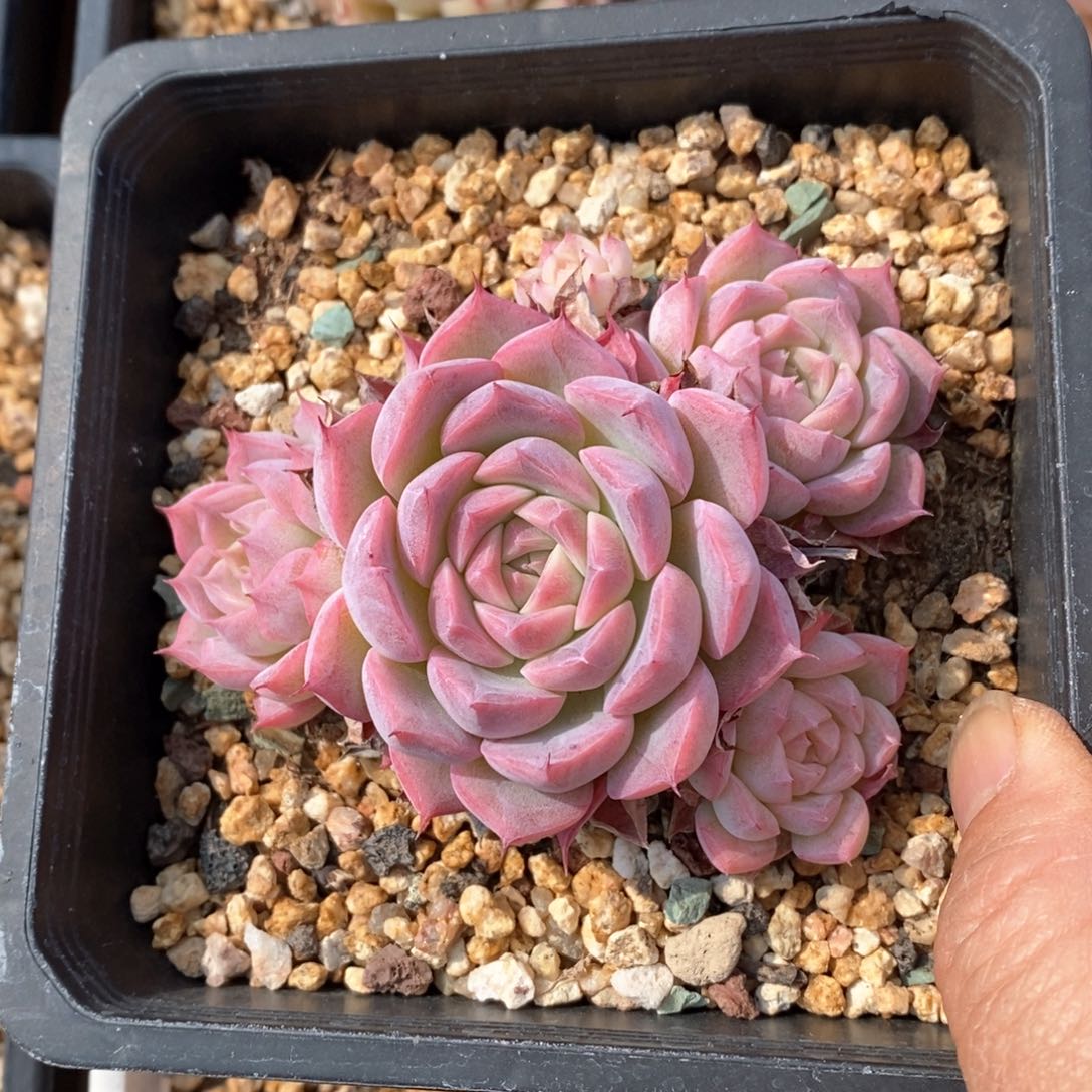 精品多肉一物一拍不包整43