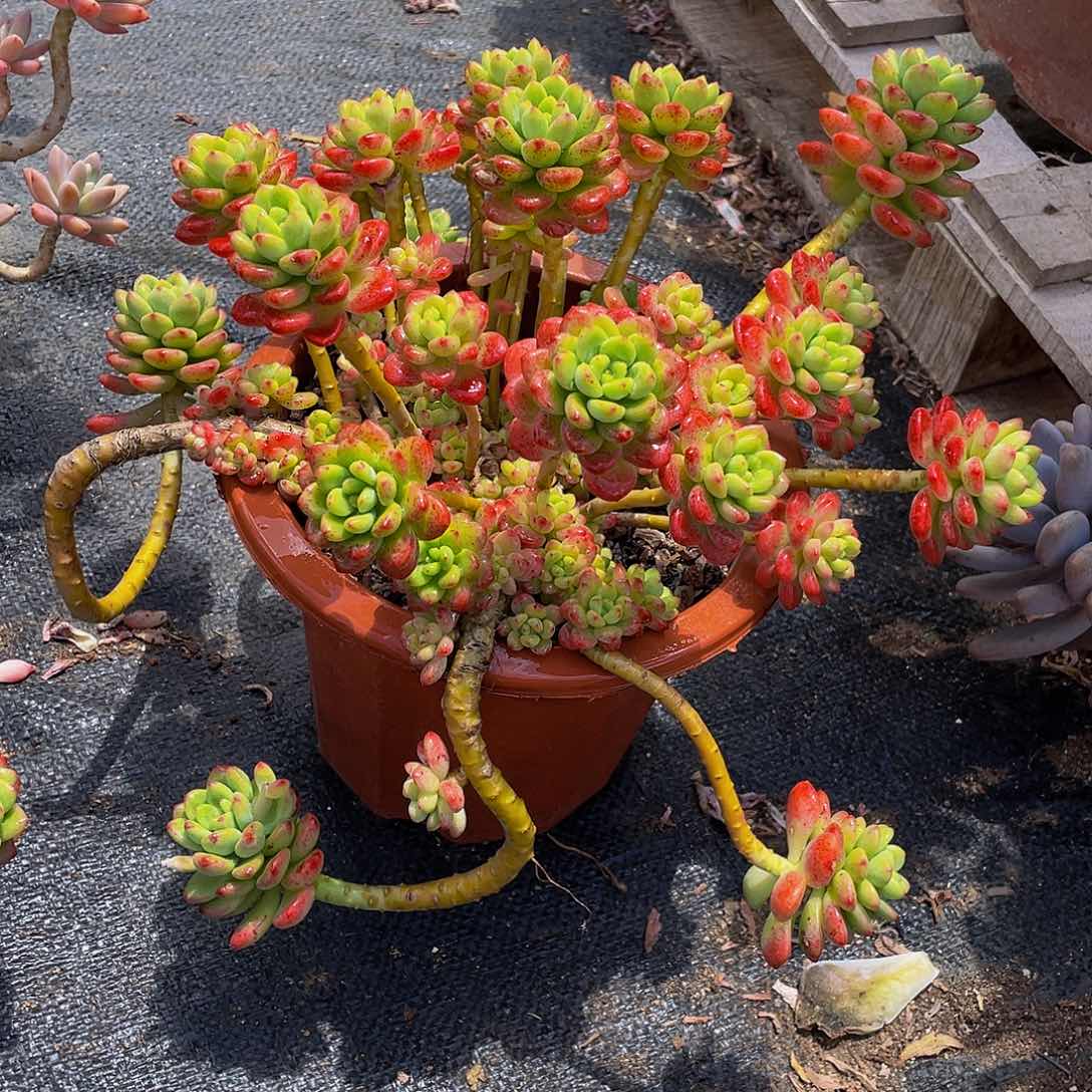 苹*香格里拉多肉植物群