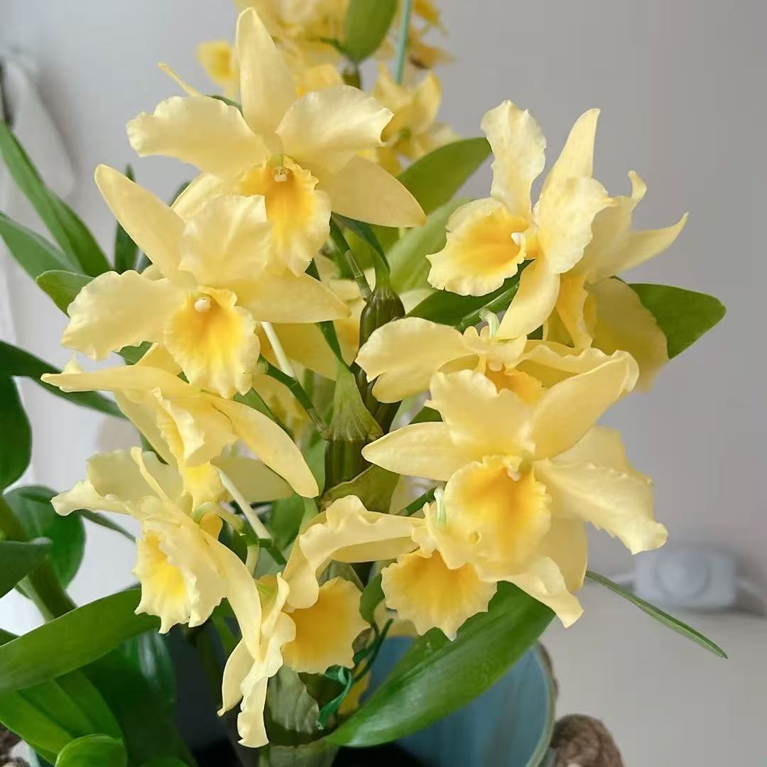 黄金巴比伦带花带花苞发货
