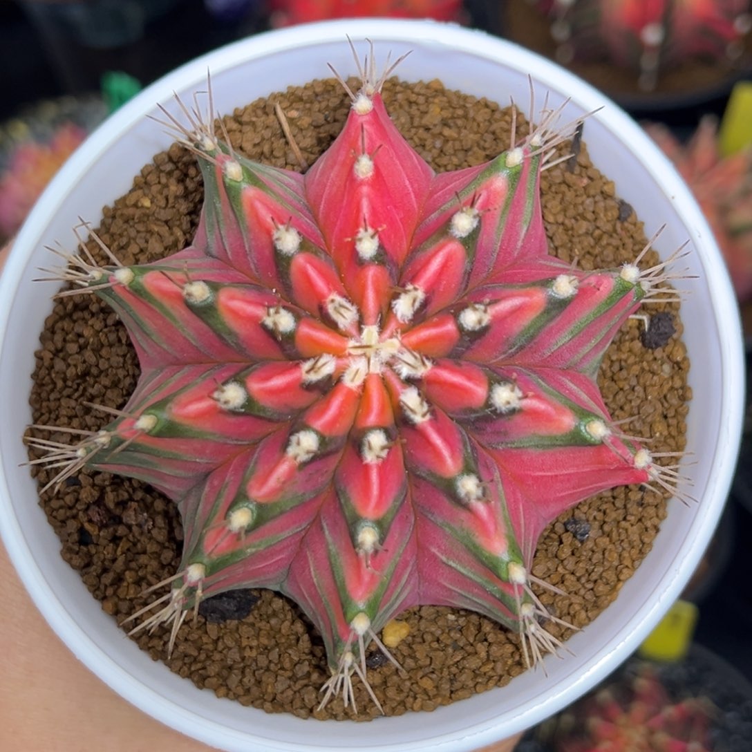 559泰系米哈仙人球，带盆土发货