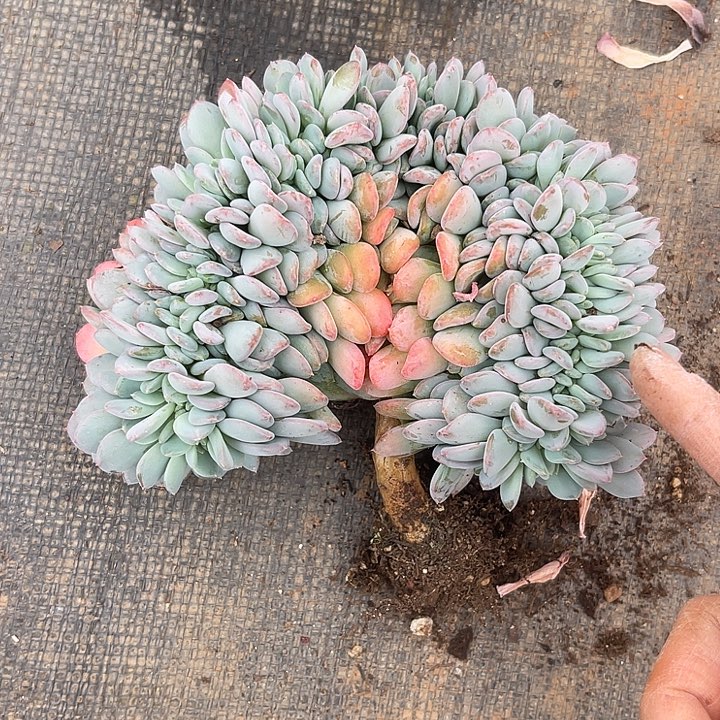 两单包邮，一物一拍