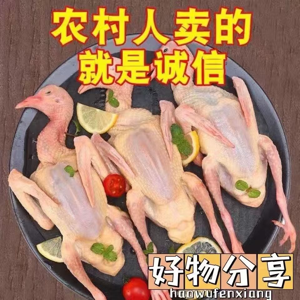 鸽子肉新鲜4只现杀农家散养发货煲汤乳鸽老鸽子