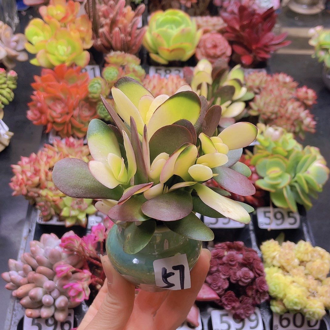 肥****花钱花钱花钱花钱花钱