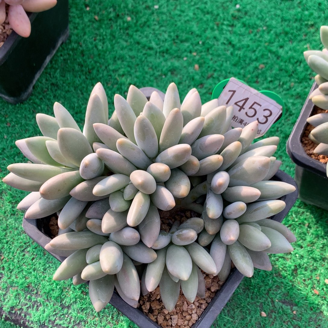 白兰地无砍小树8头1453