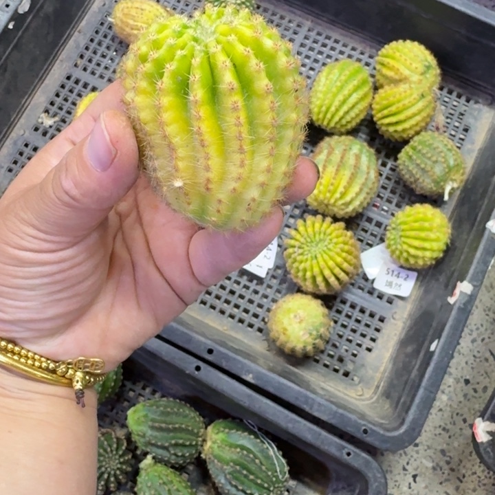 337彩草514.2嫣然歪4公分左右锦，20包邮