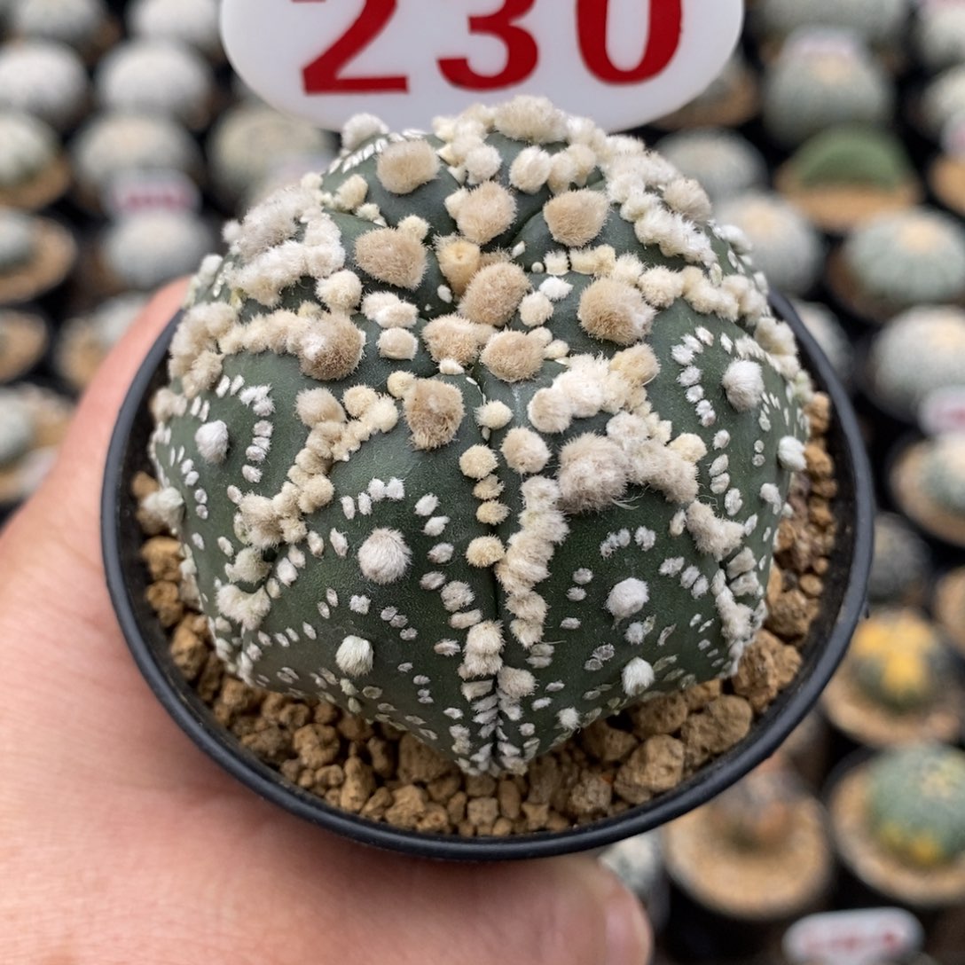 230花园福利系列