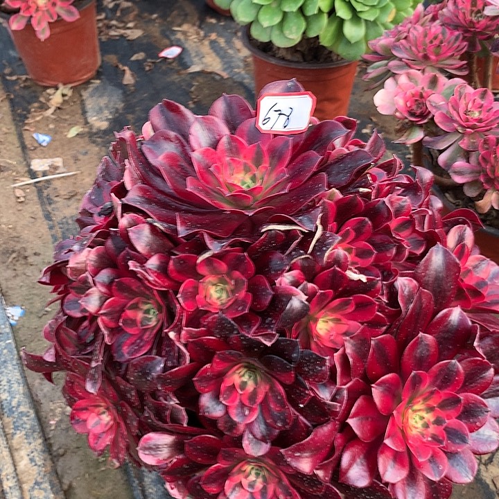 凤冠多肉植物678