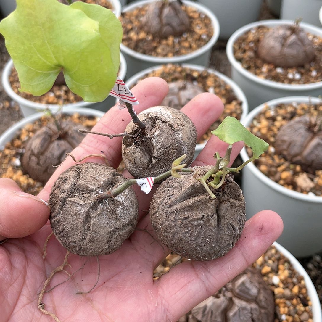 龟甲龙一物一拍422号3颗