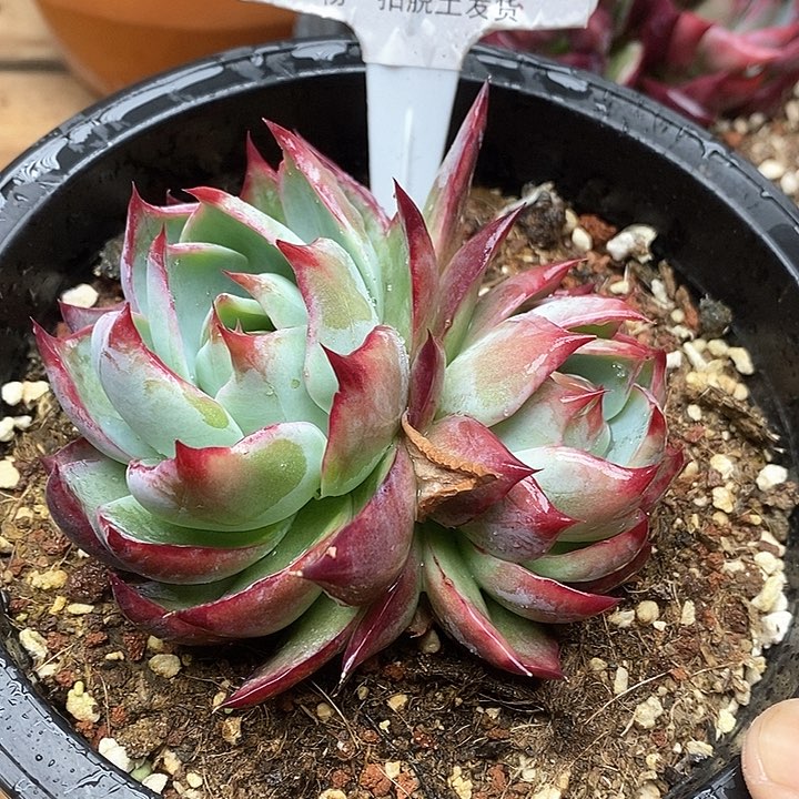 惊鸿仙子双头059