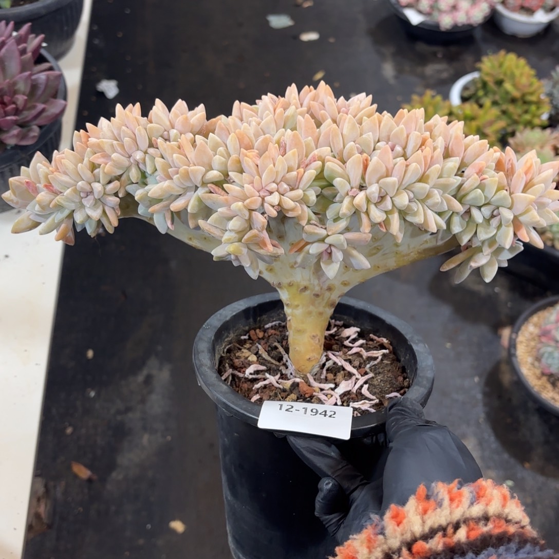 1942淡雪缀化多肉植物