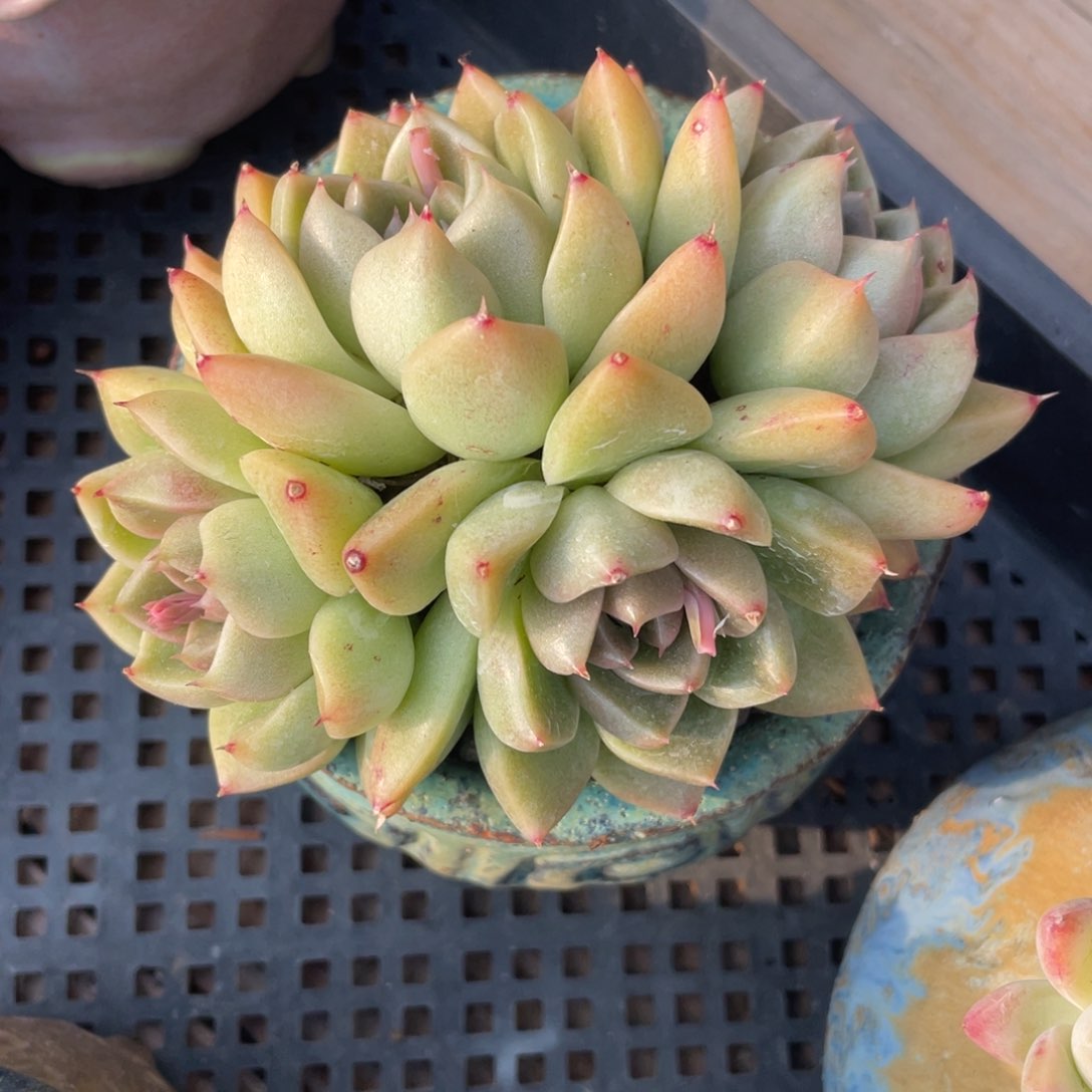 金色石英多肉植物