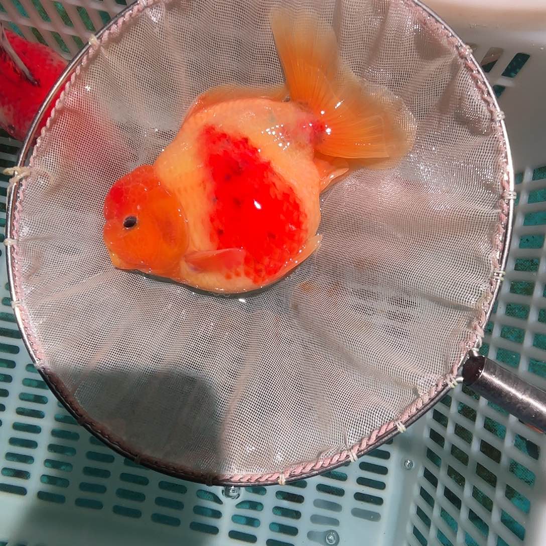 八***.金鱼金鱼55288508188