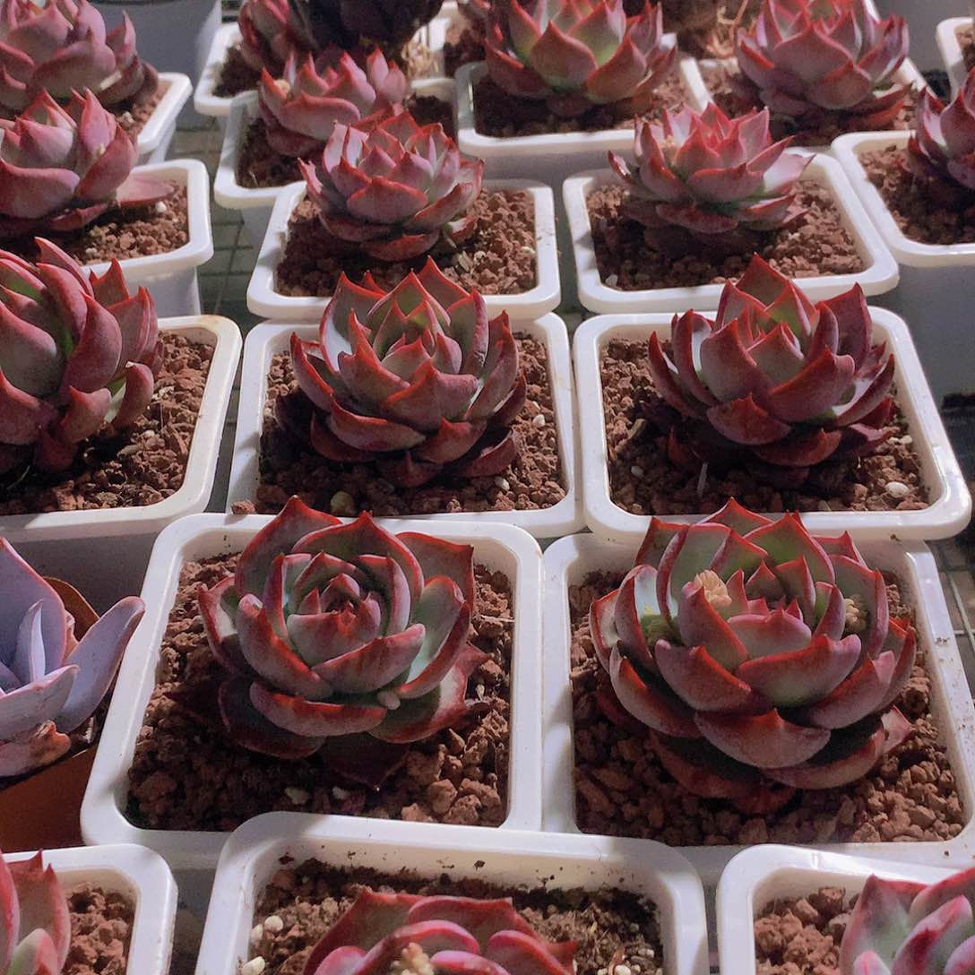 惊鸿仙子状态245778990000