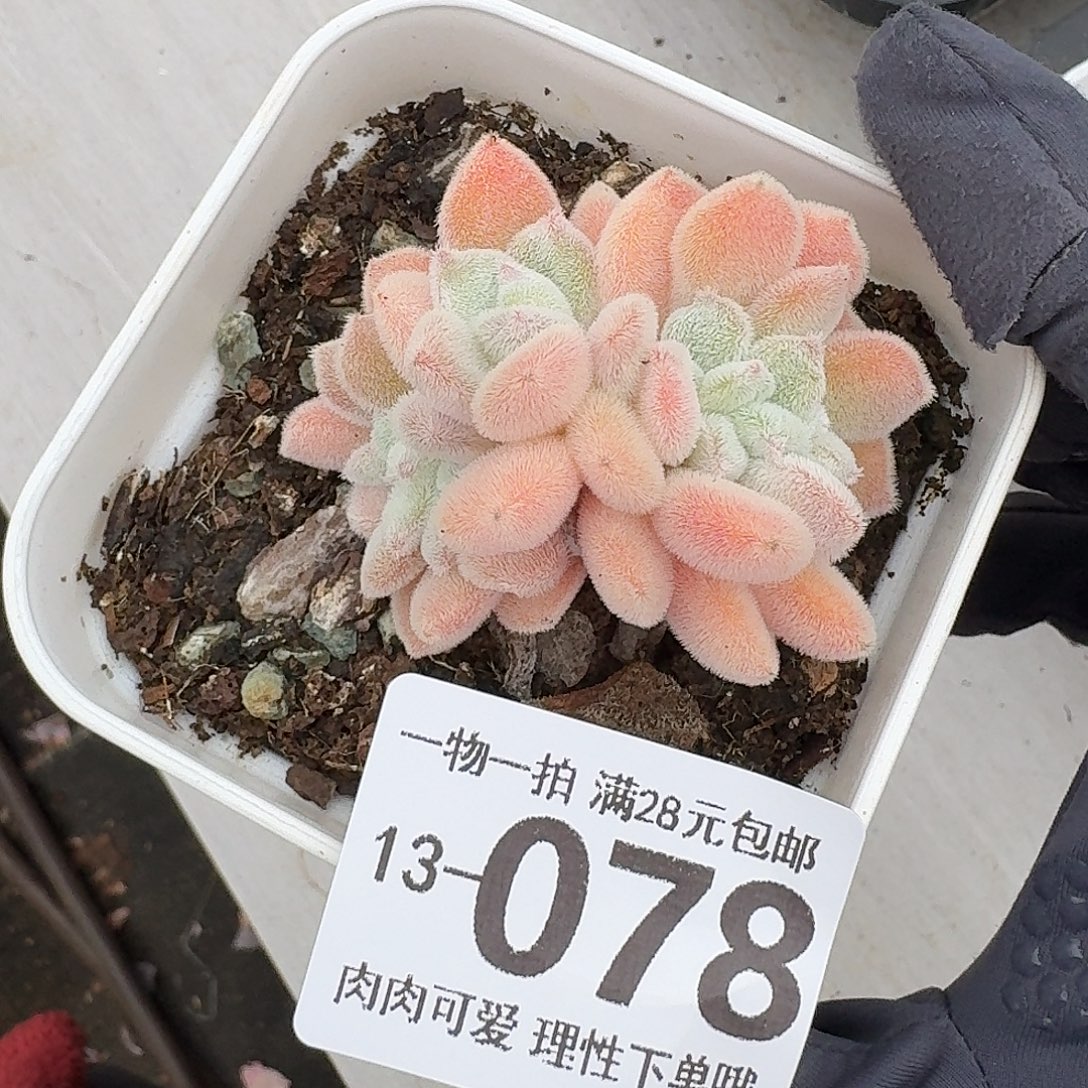 雪晃星缀无盆土发货