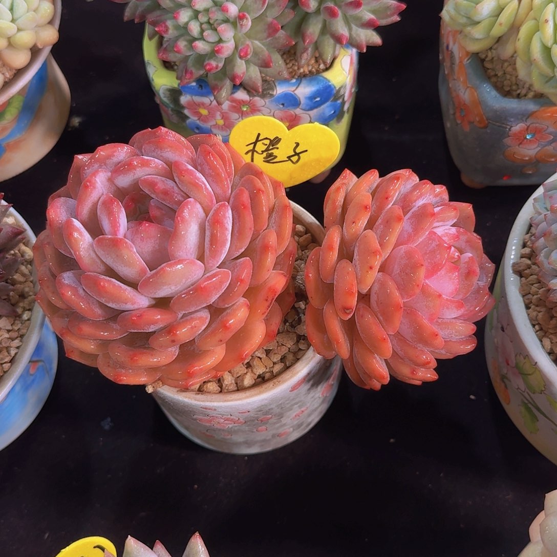 雪天使多肉一物一拍