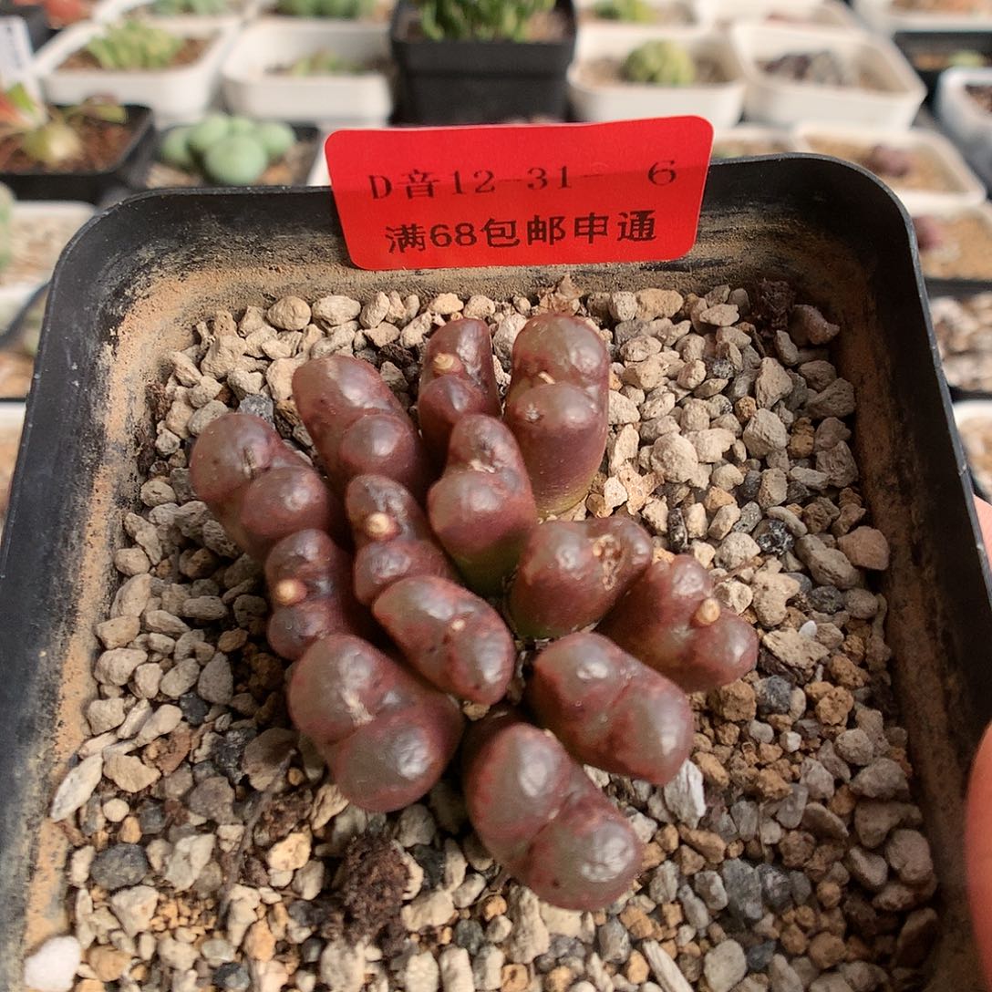 12-32-6 红勋章一群