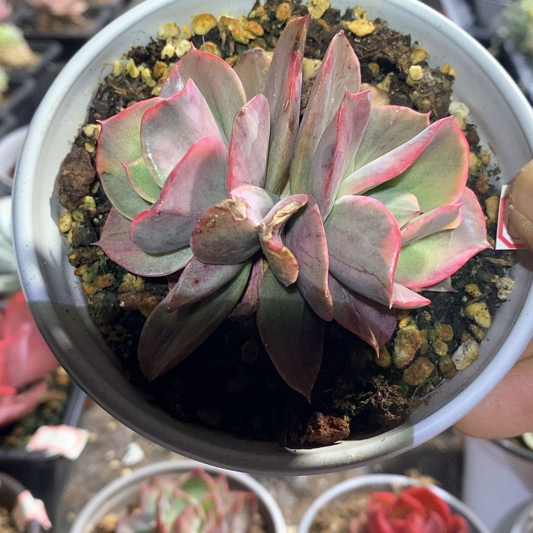 A727精美多肉迷你古琴锦无砍双头