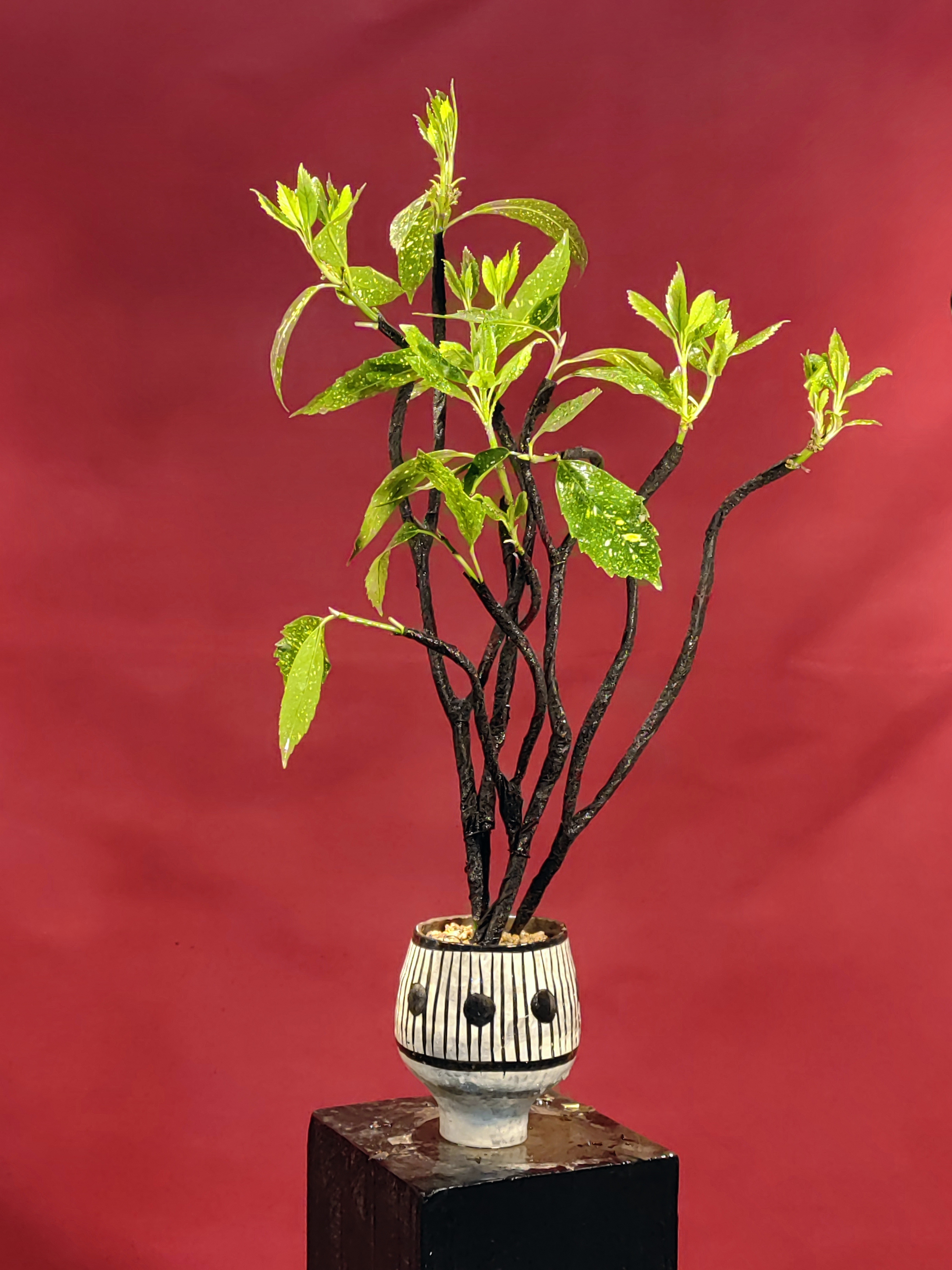 撒金珊瑚客厅室内造型绿植植物高级感室内绿植盆栽