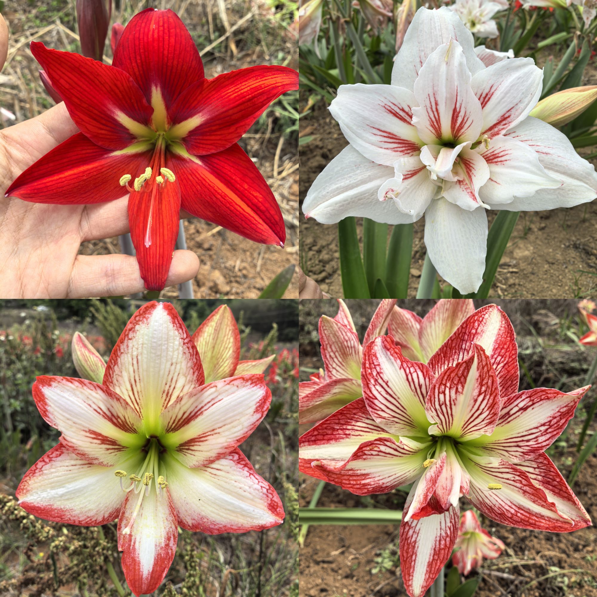 【甜甜花园】自育杂交朱顶红