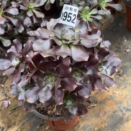 952巫毒不包断枝