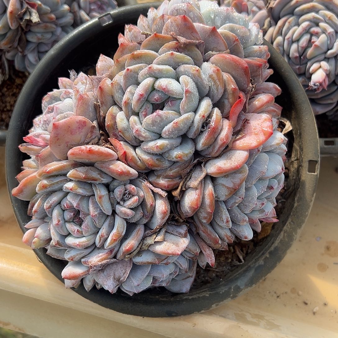 石榴籽平头大群多肉植物