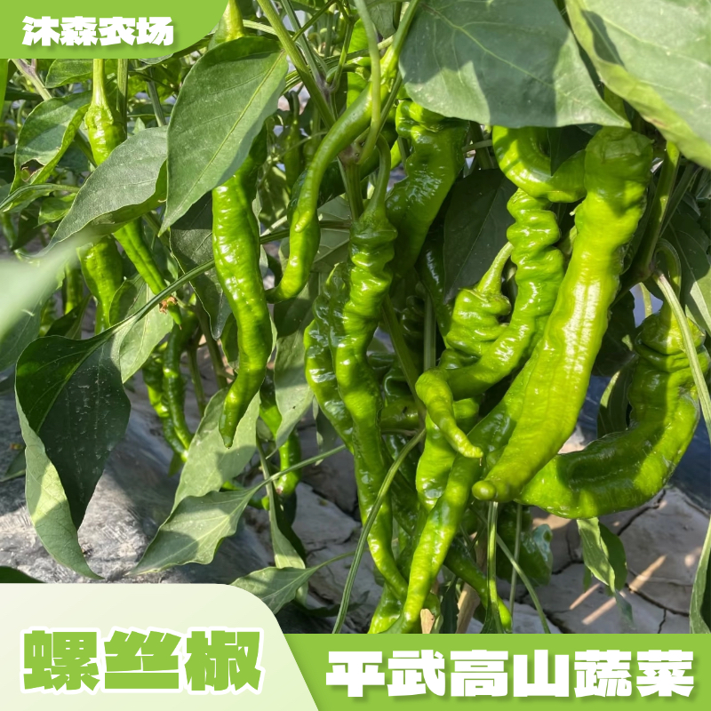  平武高山助农生态蔬菜 螺丝椒
