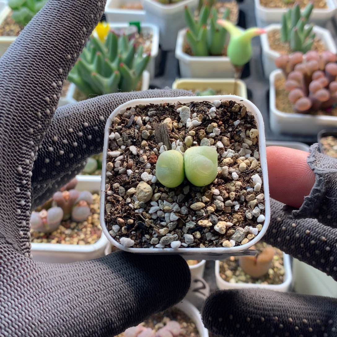 璐**583紫皮拉登一颗