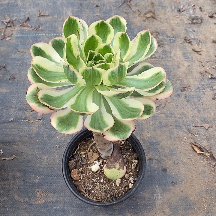 燕姿锦12多肉植物法师法师