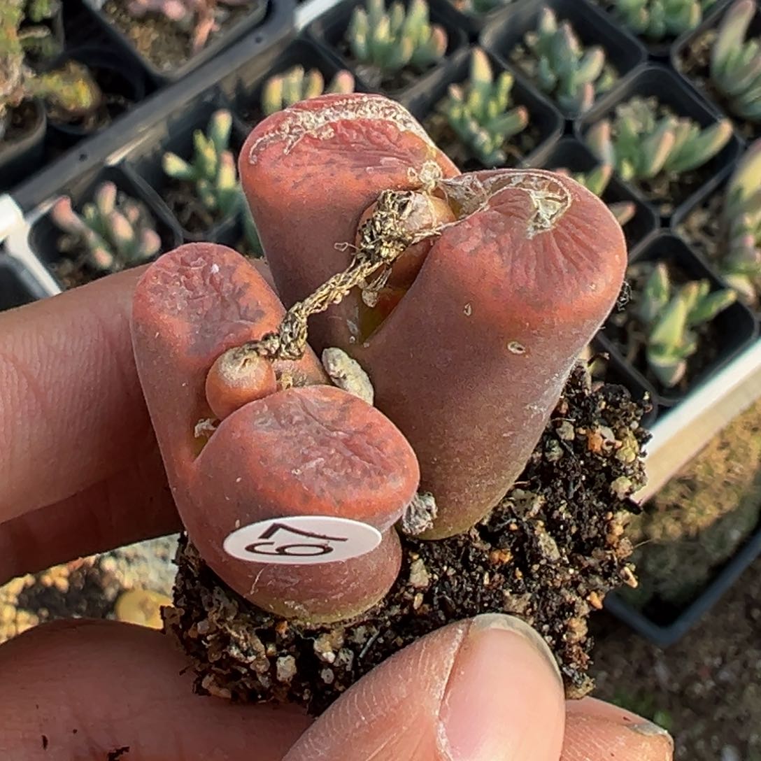 多肉植物111111111111