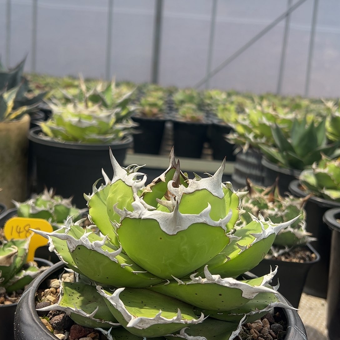 龙舌兰仁王冠苗子