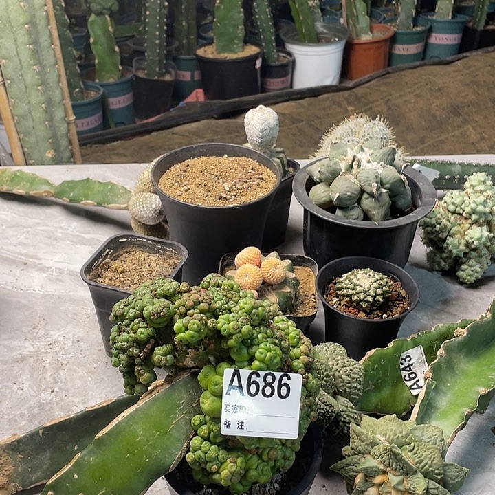 完全开放686一点红缀