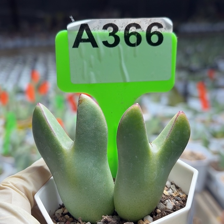 用***9366mmmmmmmmmnmmnmmm