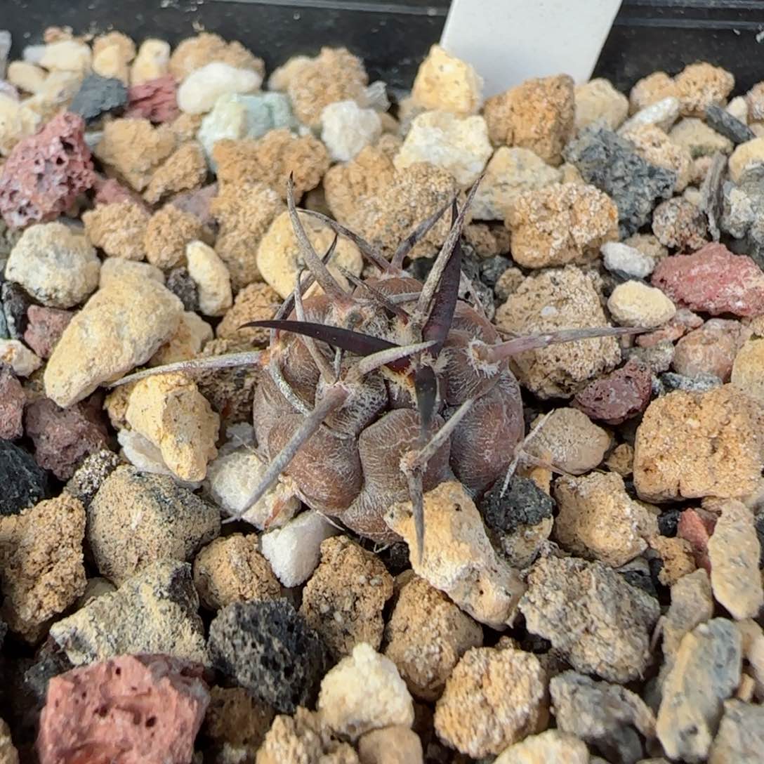 343实生守金摩天龙多肉