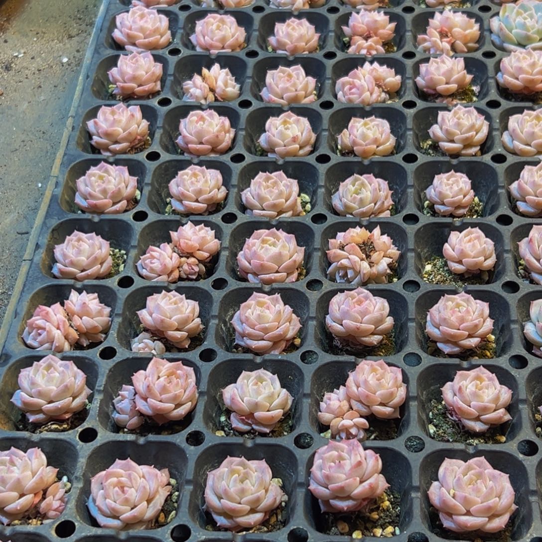 小***y071多肉葡萄的价格是多少啊