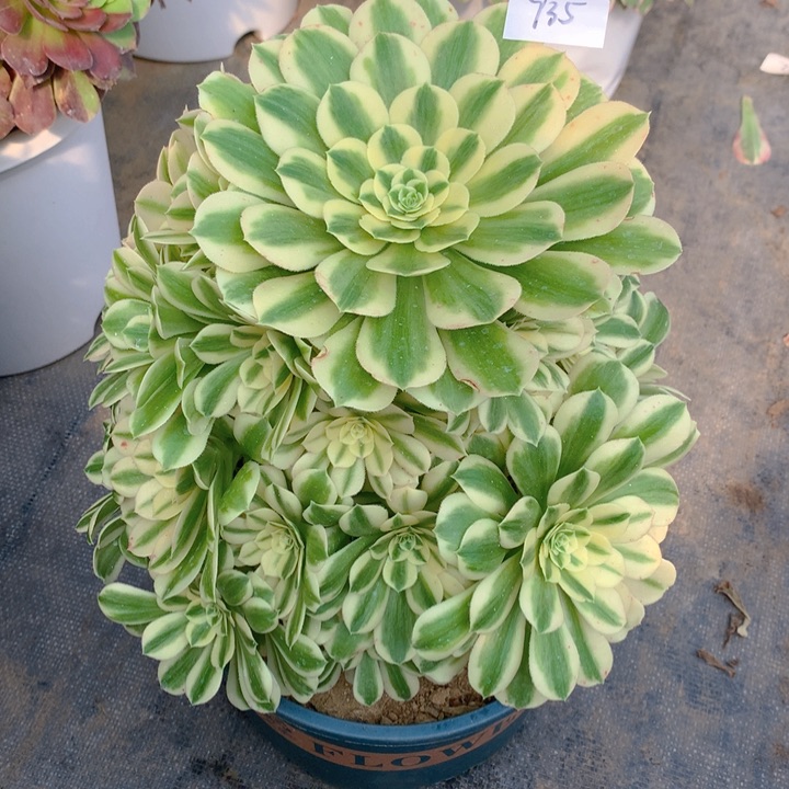 935迈巴赫精品法师多肉