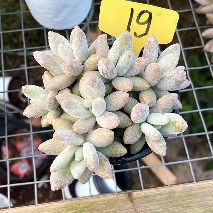 白兰地19号码牌子的话题