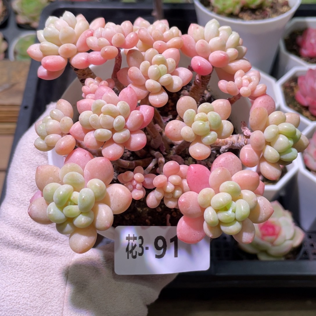 花利美3-91洛可可