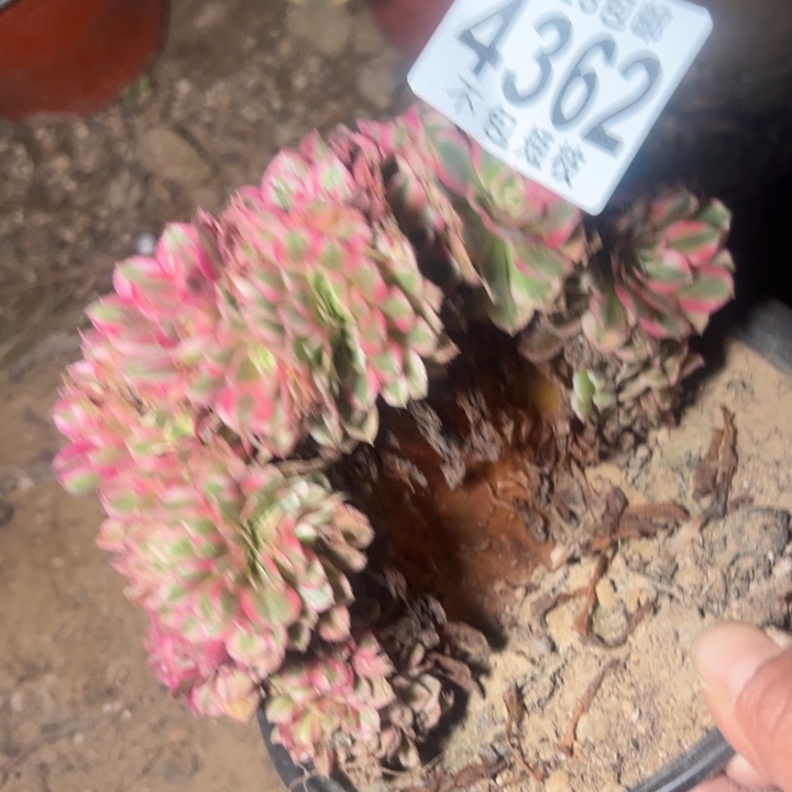 朵缀多肉植物法师4362