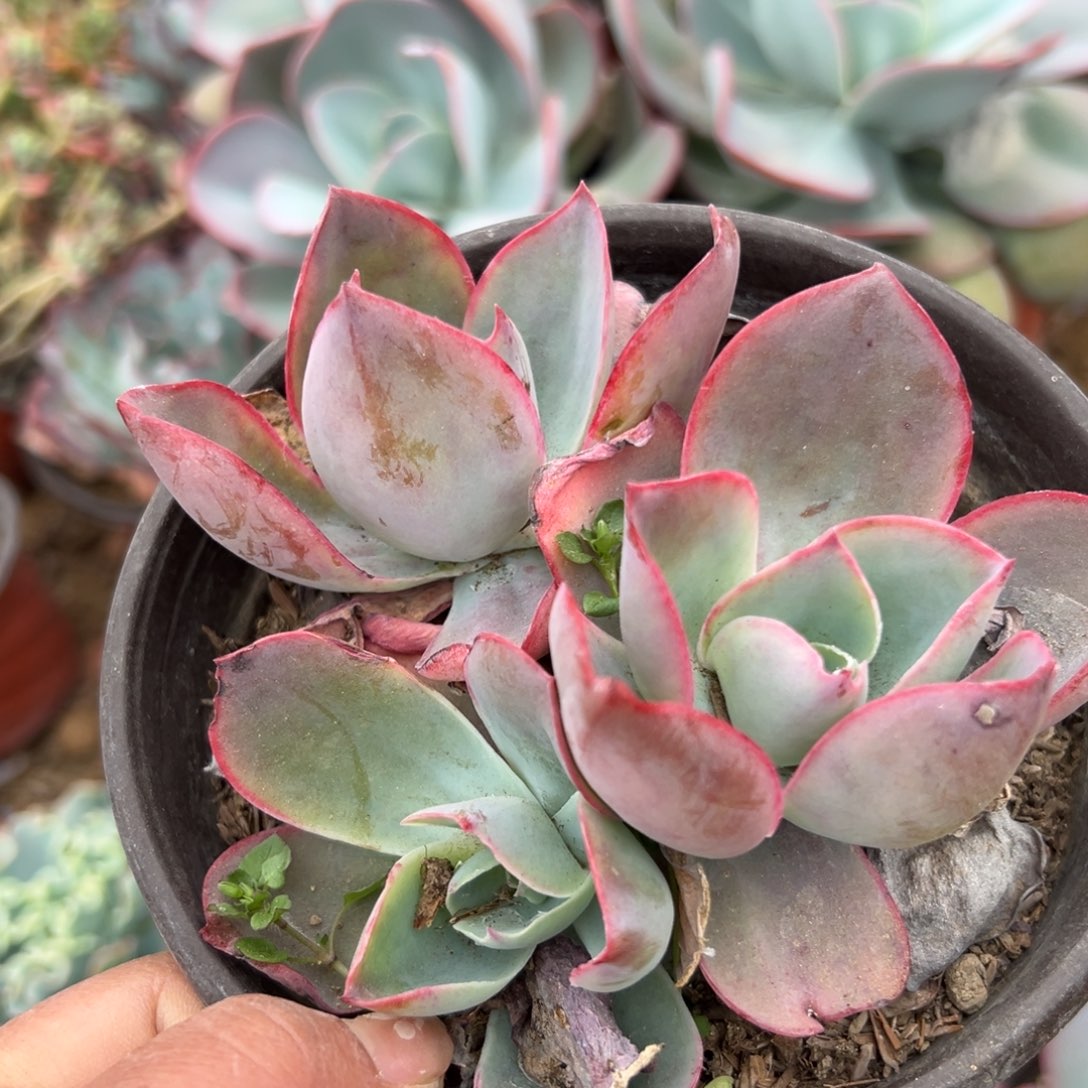 多肉植物多肉植物