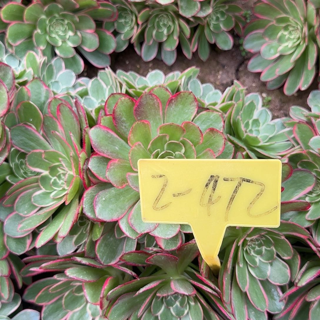 2-472+-+粉花妖多头